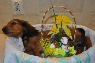 Jamnik d�ugow�osy